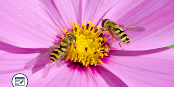 Hover Flies